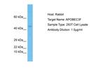 APOBEC3F Antibody in Western Blot (WB)