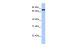 C2 Antibody in Western Blot (WB)