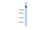 C2 Antibody in Western Blot (WB)