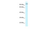 CDK11A Antibody in Western Blot (WB)