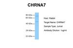 CHRNA7 (extracellular) Antibody in Western Blot (WB)