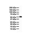 CHRNA7 Antibody in Western Blot (WB)