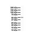 CHRNA7 Antibody in Western Blot (WB)