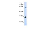 DERL3 Antibody in Western Blot (WB)