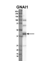 GNAI1 Antibody in Western Blot (WB)