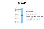 GNAI1 Antibody in Western Blot (WB)