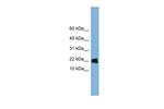 GOLGA7 Antibody in Western Blot (WB)