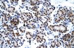 HES7 Antibody in Immunohistochemistry (Paraffin) (IHC (P))