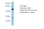 HES7 Antibody in Western Blot (WB)