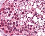 KLF9 Antibody in Immunohistochemistry (IHC)