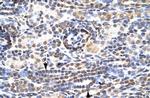 KLF9 Antibody in Immunohistochemistry (Paraffin) (IHC (P))