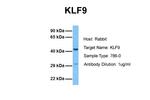 KLF9 Antibody in Western Blot (WB)