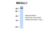 MICALL1 Antibody in Western Blot (WB)