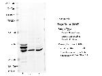 MPST Antibody in Western Blot (WB)