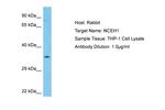 NCEH1 Antibody in Western Blot (WB)