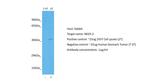 Nkx3.2 Antibody in Western Blot (WB)