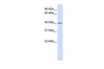 Nkx3.2 Antibody in Western Blot (WB)