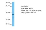 Nkx3.2 Antibody in Western Blot (WB)