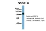 ORP8 Antibody in Western Blot (WB)