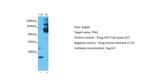 PFAS Antibody in Western Blot (WB)