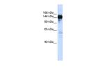 PFAS Antibody in Western Blot (WB)