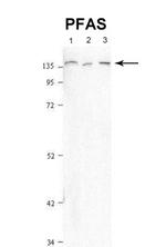 PFAS Antibody in Western Blot (WB)