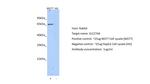 SLC27A6 Antibody in Western Blot (WB)