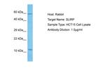 SLIRP Antibody in Western Blot (WB)