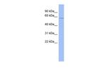 ZRSR2 Antibody in Western Blot (WB)