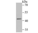 LOX-1 Antibody in Western Blot (WB)