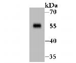 CD127 Antibody in Western Blot (WB)