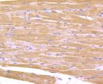 IL-17A Antibody in Immunohistochemistry (Paraffin) (IHC (P))