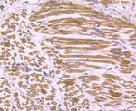 IL-17A Antibody in Immunohistochemistry (Paraffin) (IHC (P))