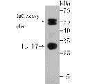 IL-17A Antibody in Western Blot (WB)