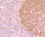 PFAS Antibody in Immunohistochemistry (Paraffin) (IHC (P))