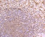 PFAS Antibody in Immunohistochemistry (Paraffin) (IHC (P))