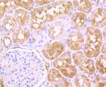 PFAS Antibody in Immunohistochemistry (Paraffin) (IHC (P))