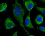 DOCK4 Antibody in Immunocytochemistry (ICC/IF)