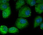 DOCK4 Antibody in Immunocytochemistry (ICC/IF)