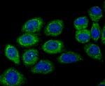 DOCK4 Antibody in Immunocytochemistry (ICC/IF)