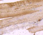 DOCK4 Antibody in Immunohistochemistry (Paraffin) (IHC (P))