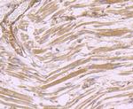 DOCK4 Antibody in Immunohistochemistry (Paraffin) (IHC (P))