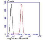 ATG7 Antibody in Flow Cytometry (Flow)