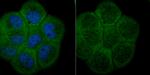 ATG7 Antibody in Immunocytochemistry (ICC/IF)