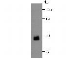 ZNF312 Antibody in Western Blot (WB)