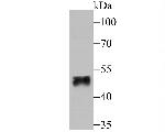 FOXF2 Antibody in Western Blot (WB)