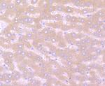 Noggin Antibody in Immunohistochemistry (Paraffin) (IHC (P))