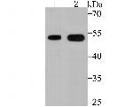 VDR Antibody in Western Blot (WB)