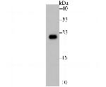 RAB7A Antibody in Western Blot (WB)