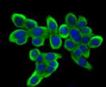 DIAPH3 Antibody in Immunocytochemistry (ICC/IF)